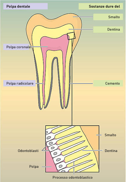 Struttura del dente