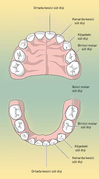 Зуб семерка верхний. Строение челюсти и зубов. Челюсть человека с зубами строение. 7 Зуб верхней челюсти.