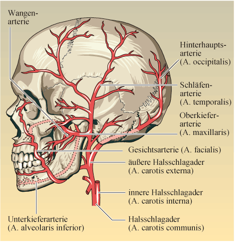 Anatomie des Adlers