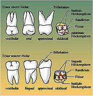 Oberer und unterer Prämolar