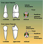 Oberer und unterer Prämolar