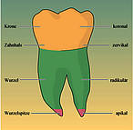 Äußerer Aufbau eines Zahns mit Lage- und Richtungsbezeichnung