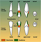 Oberer und unterer Eckzahn