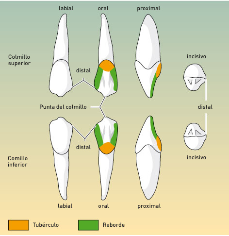 Estructura de dientes